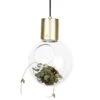 Globen Lighting Mini Hole Pendant/Table, Clear/Brushed Brass