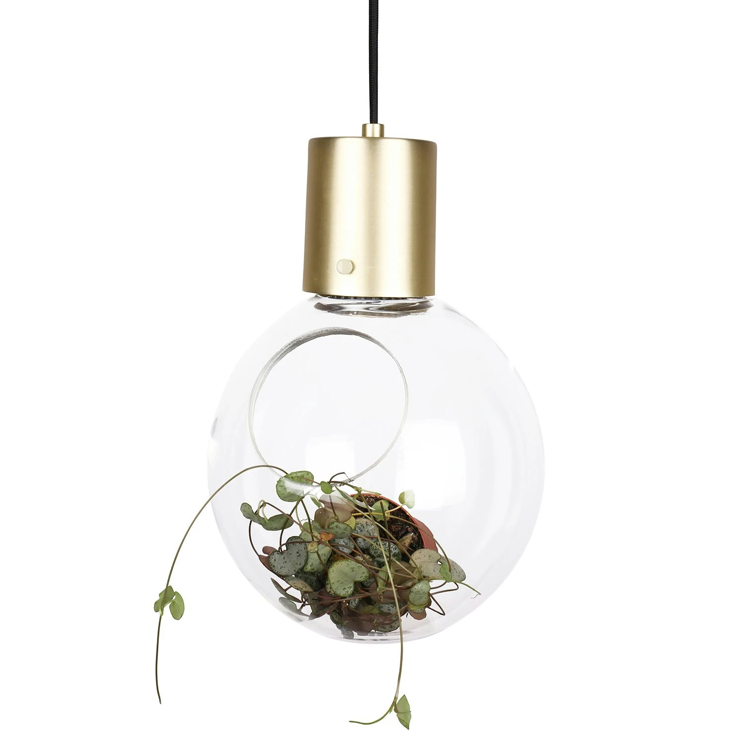 Globen Lighting Mini Hole Pendant/Table, Clear/Brushed Brass